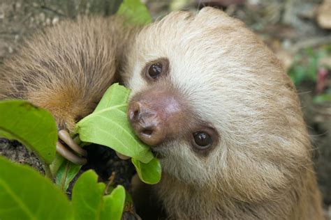 what do three toed sloths eat.